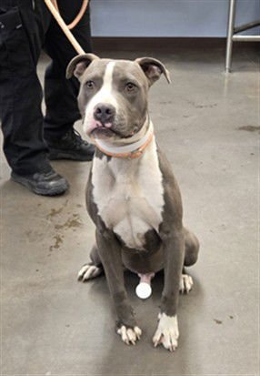 ROCKET - American Pit Bull Terrier available for adoption