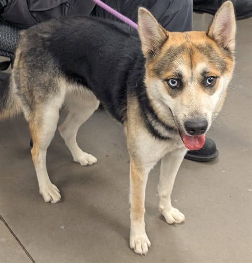 ARYA - Siberian Husky / Australian Cattle Dog/Blue Heeler available for adoption