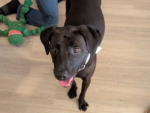 COURTNEY - American Pit Bull Terrier available for adoption