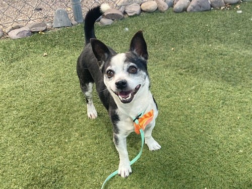 YOSHI - Chihuahua available for adoption