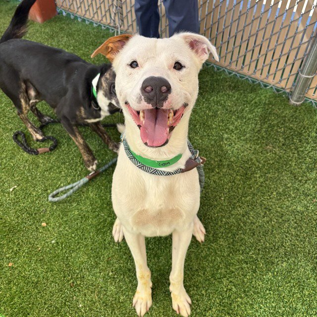 CHAN Image