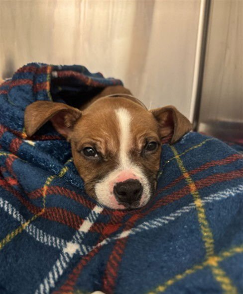 RIGBY - American Pit Bull Terrier available for adoption