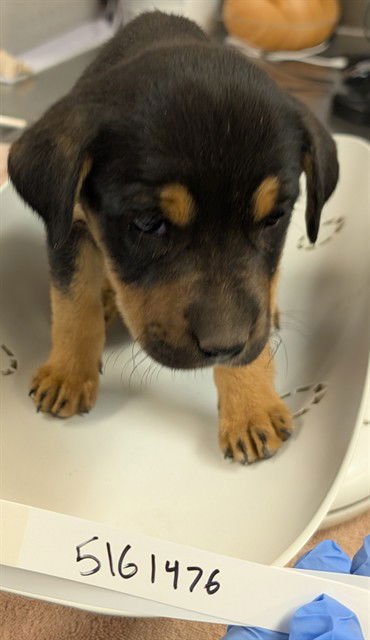 TULIP - German Shepherd Dog available for adoption