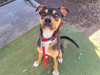 OPIE - Photo 1