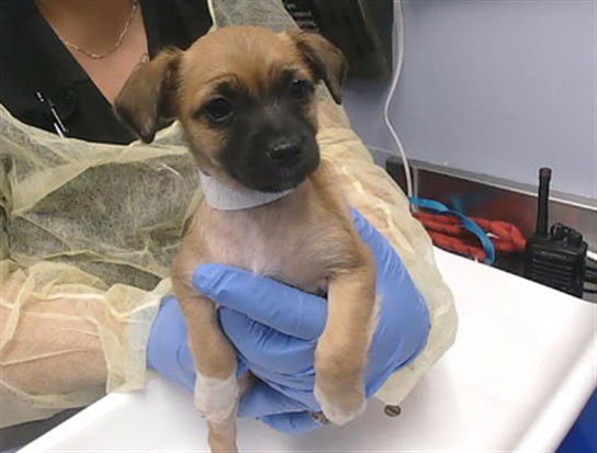 SALSA - Chihuahua available for adoption