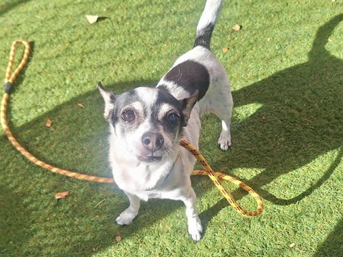 FOXXY - Chihuahua available for adoption