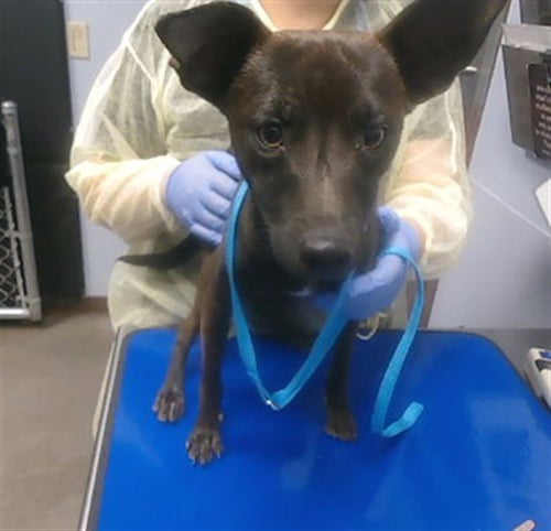 TWIX - Chihuahua available for adoption