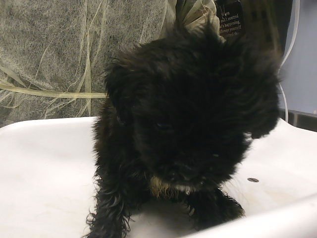 A5158711 - Miniature Schnauzer available for adoption