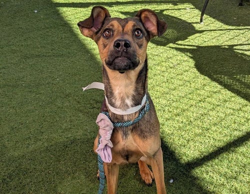 PUMPERNICKEL - German Shepherd Dog available for adoption