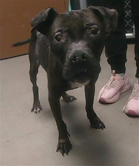 BELLA - American Pit Bull Terrier available for adoption