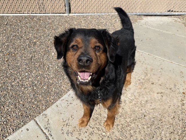 LIL BEAR - Rottweiler / Golden Retriever available for adoption