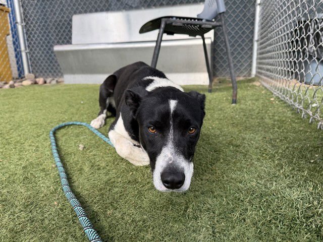 YOSHI - Border Collie / Labrador Retriever available for adoption