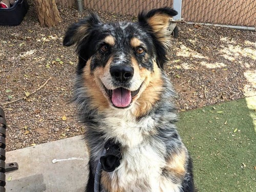RINGMASTER - Australian Shepherd available for adoption