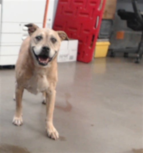SADIE - German Shepherd Dog / American Pit Bull Terrier available for adoption