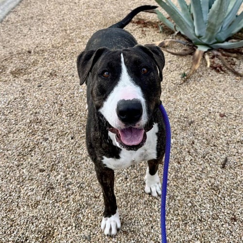 APA - Bull Terrier / American Pit Bull Terrier available for adoption