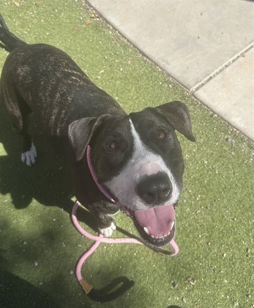 APA - Bull Terrier / American Pit Bull Terrier available for adoption