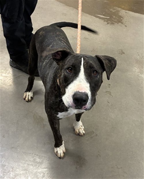 APA - Bull Terrier / American Pit Bull Terrier available for adoption