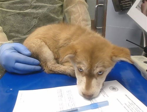 AUNT SPONGE - Siberian Husky available for adoption