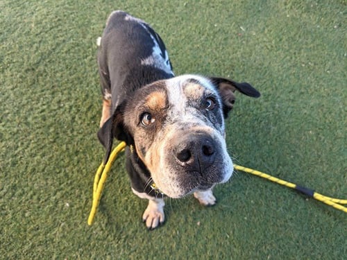 DAPPLE - Chinese Shar-Pei / Dachshund available for adoption