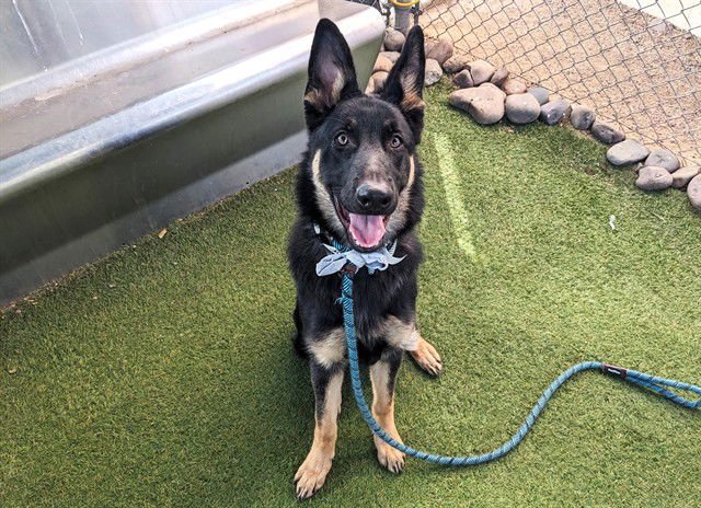 RYKER - German Shepherd Dog available for adoption