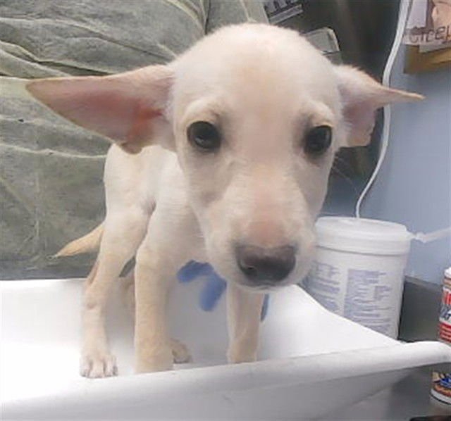 PLUTO - Labrador Retriever available for adoption