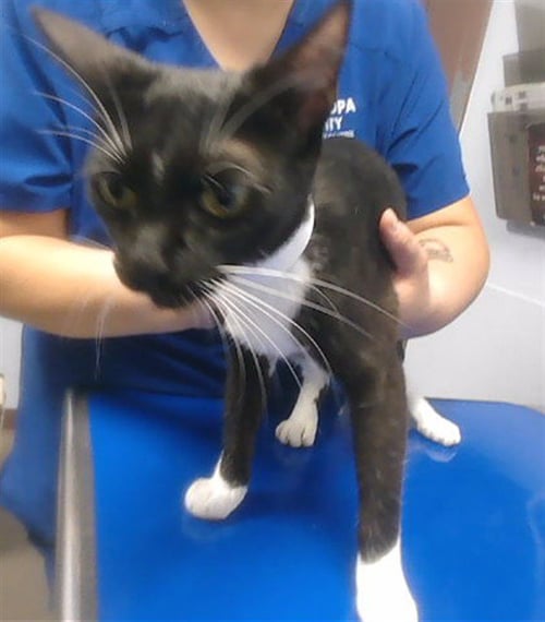 SAMURAI - Domestic Short Hair available for adoption