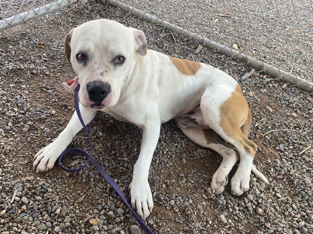 PEANUT - American Pit Bull Terrier available for adoption