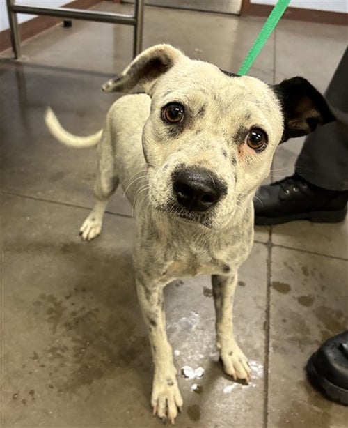 MINT CHIP - American Pit Bull Terrier / Chihuahua available for adoption