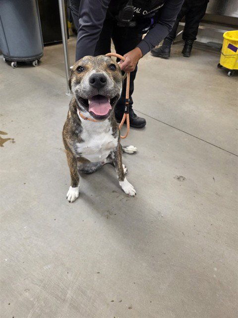WAGGLE - American Pit Bull Terrier available for adoption