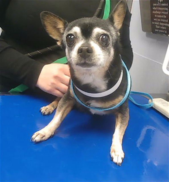 GERTRUDE - Chihuahua available for adoption