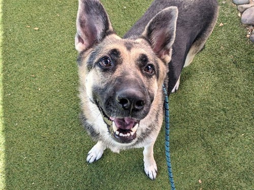 RAVEN - German Shepherd Dog available for adoption