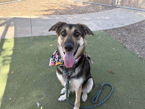 MJ - German Shepherd Dog available for adoption