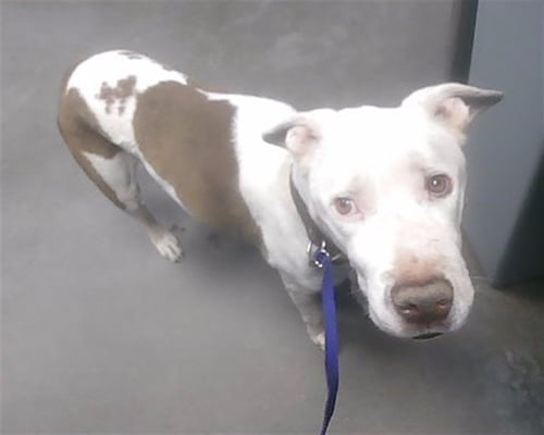 LOOP LOOP - American Pit Bull Terrier available for adoption