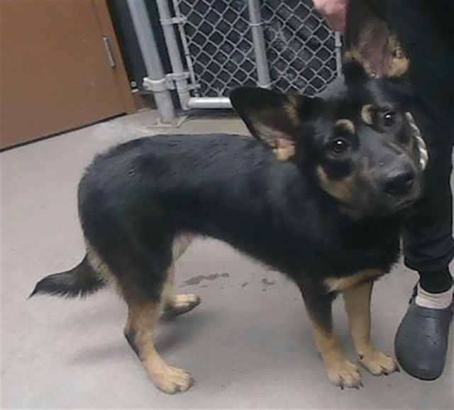 ROSEMARY - German Shepherd Dog available for adoption