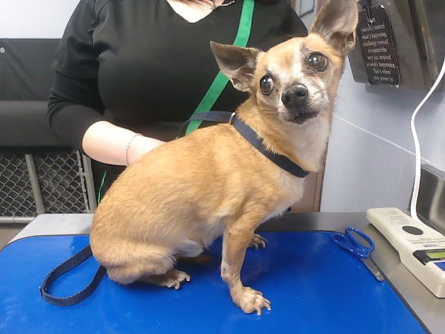 WALTER - Chihuahua available for adoption