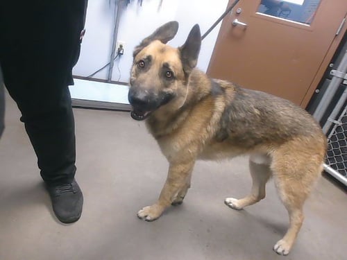 CRUISE - German Shepherd Dog available for adoption