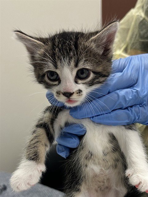BING - Domestic Short Hair available for adoption
