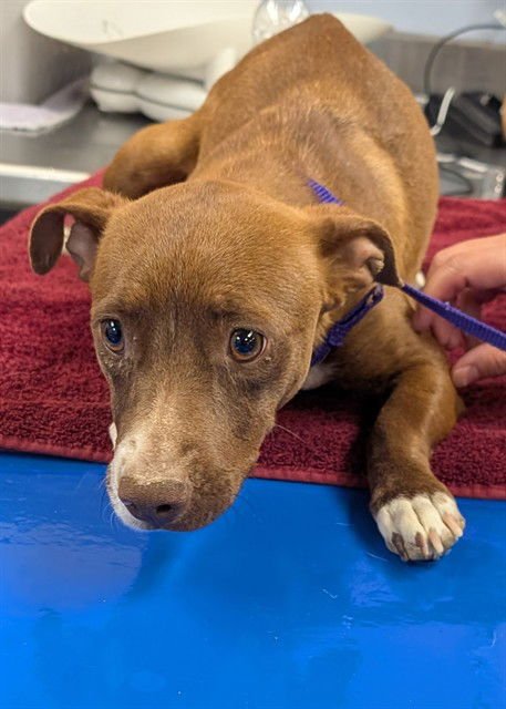 SNACK CAKE - Chihuahua available for adoption