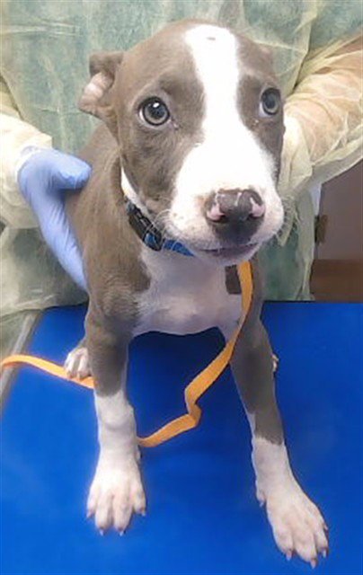 KEWPIE - American Pit Bull Terrier available for adoption