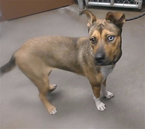 LUNE - American Pit Bull Terrier / Siberian Husky available for adoption