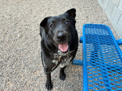 STELLA - Labrador Retriever / Australian Cattle Dog/Blue Heeler available for adoption