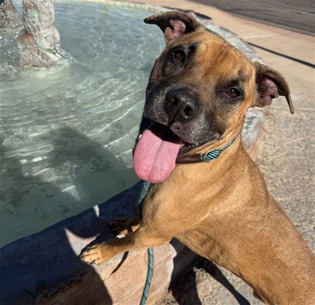 ROCKO - Boxer available for adoption