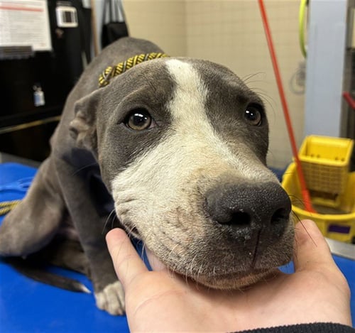 BLISS - American Pit Bull Terrier available for adoption