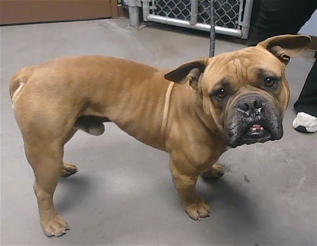 TOOFERS - American Bulldog available for adoption