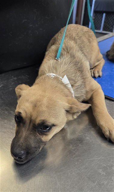 PINEAPPLE - Chihuahua available for adoption