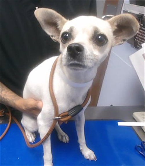 NOODLE - Chihuahua available for adoption