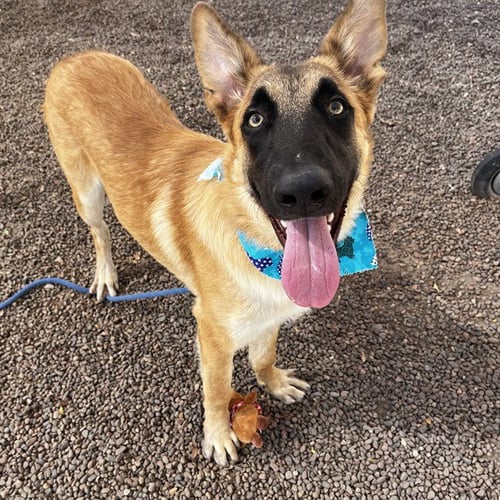 ALMOND - Belgian Shepherd Malinois available for adoption