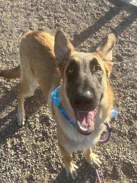 ALMOND - Belgian Shepherd Malinois available for adoption