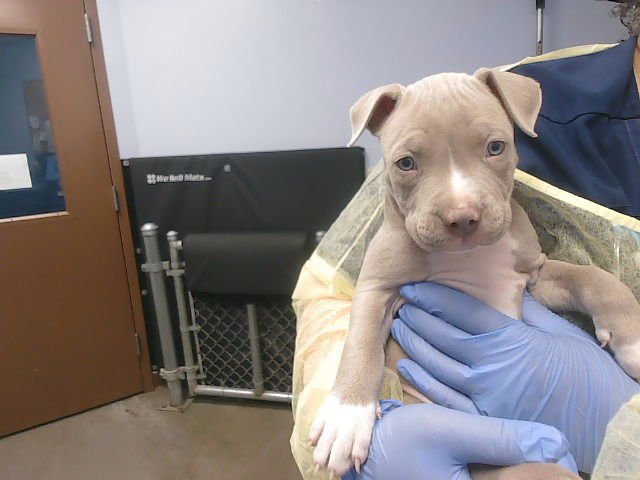 ICE - American Pit Bull Terrier available for adoption