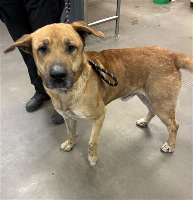 TIPPY - German Shepherd Dog available for adoption